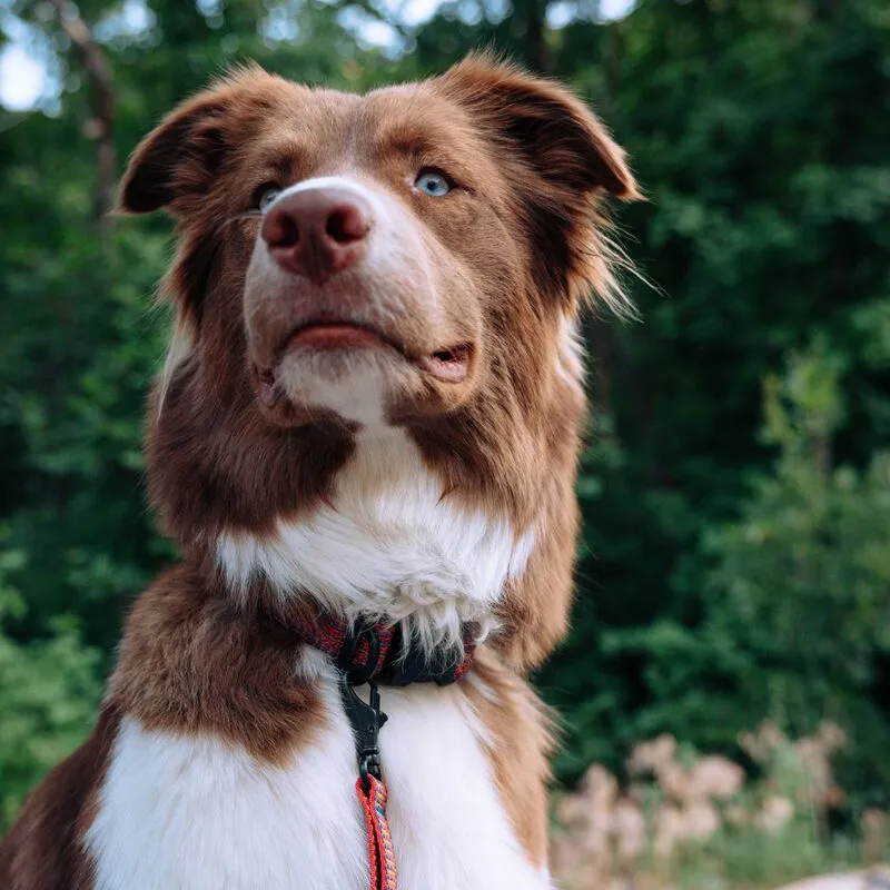Cotopaxi Del Día collier chien réfléchissant réglable